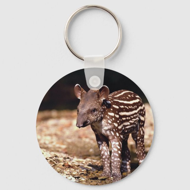 Brasiliansk Tapir, unga kalvar vid floden Nyckelring (Framsida)