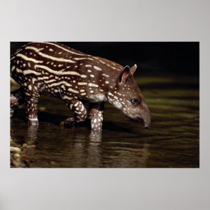 Brasiliansk Tapir, unga kalvar vid floden Poster