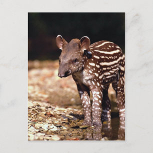 Brasiliansk Tapir, unga kalvar vid floden Vykort