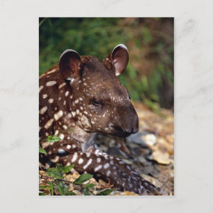 Brasiliansk tapir, unga kalvar vykort