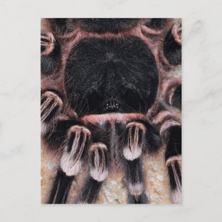 Brasiliansk vit Knee Tarantula Vykort