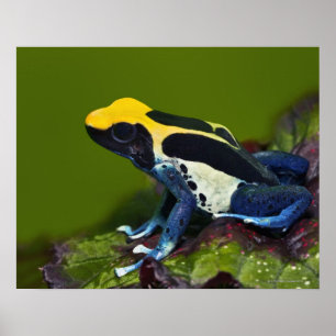 Brasilianska Cobalt Dart Frog, Dendrobates Poster