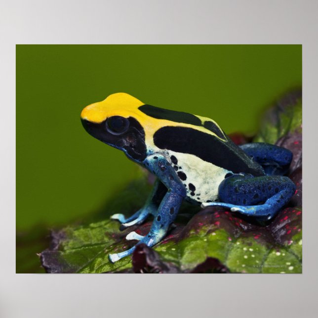 Brasilianska Cobalt Dart Frog, Dendrobates Poster (Framsidan)