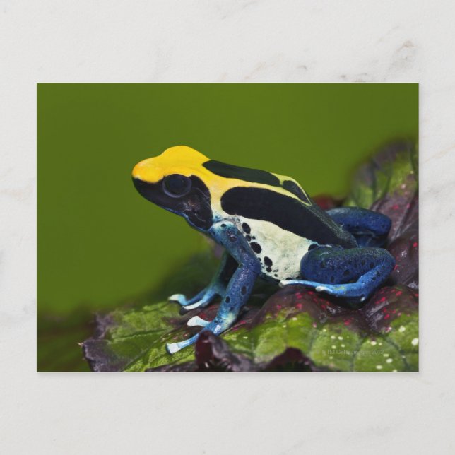 Brasilianska Cobalt Dart Frog, Dendrobates Vykort (Framsida)