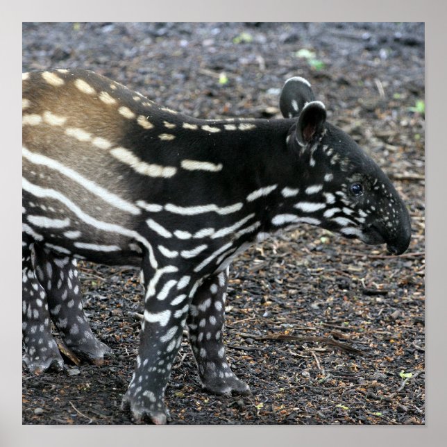 Brasilianska Tapir Poster (Framsidan)