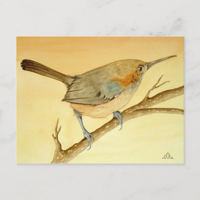 Brasilianska Wren på gren Vykort (Framsida)