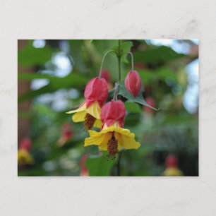 Brasilianskt Bell-Flower-vykort Vykort