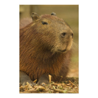 Brasilien, Pantanal, Matto Grosso. Capybara Fototryck