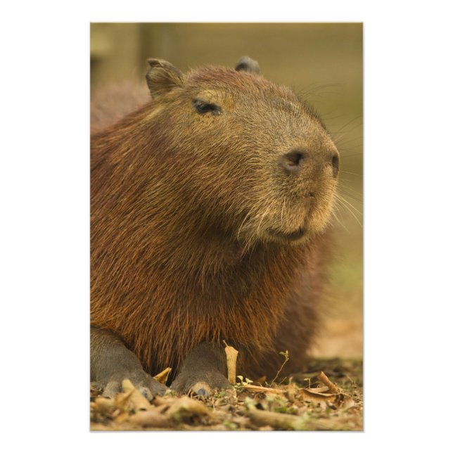 Brasilien, Pantanal, Matto Grosso. Capybara Fototryck (Framsidan)