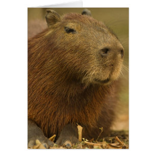Brasilien, Pantanal, Matto Grosso. Capybara Hälsningskort