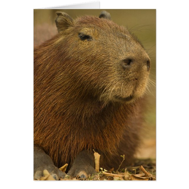 Brasilien, Pantanal, Matto Grosso. Capybara Hälsningskort (Framsidan)