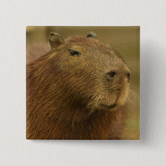 Brasilien, Pantanal, Matto Grosso. Capybara Knapp