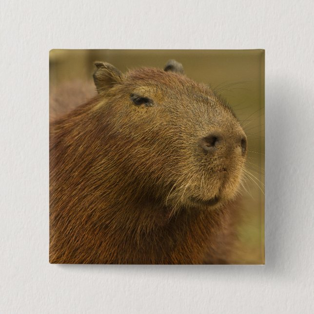 Brasilien, Pantanal, Matto Grosso. Capybara Knapp (Framsida)