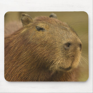 Brasilien, Pantanal, Matto Grosso. Capybara Musmatta