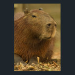 Brasilien, Pantanal, Matto Grosso. Capybara Poster<br><div class="desc">Brasilien,  Pantanal,  Matto Grosso Capybara (Hydrochaeris hydrochaeris) världens största gnagare � Joe McDonald / DanitaDelimont.com</div>