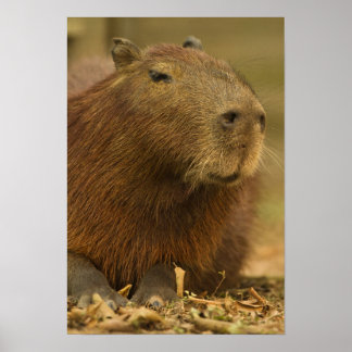 Brasilien, Pantanal, Matto Grosso. Capybara Poster