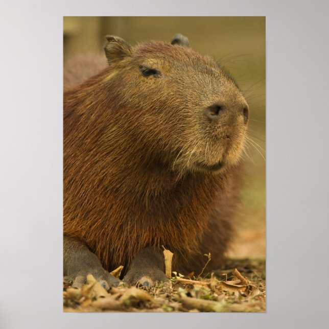 Brasilien, Pantanal, Matto Grosso. Capybara Poster (Framsidan)