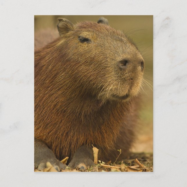 Brasilien, Pantanal, Matto Grosso. Capybara Vykort (Framsida)
