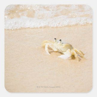 Brasilien, Rio de Janeiro, Buzios, Crab on Fyrkantigt Klistermärke