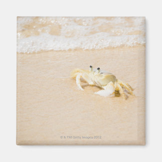 Brasilien, Rio de Janeiro, Buzios, Crab on Magnet