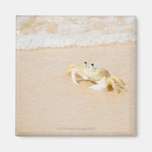 Brasilien, Rio de Janeiro, Buzios, Crab on Magnet (Framsidan)