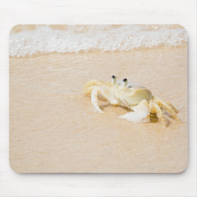 Brasilien, Rio de Janeiro, Buzios, Crab on Musmatta (Framsidan)