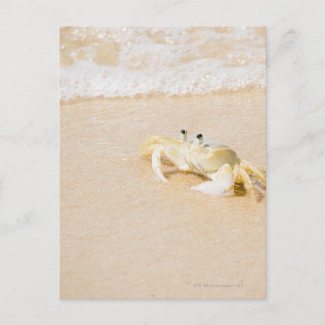 Brasilien, Rio de Janeiro, Buzios, Crab on Vykort (Framsida)