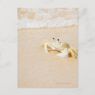 Brasilien, Rio de Janeiro, Buzios, Crab on Vykort