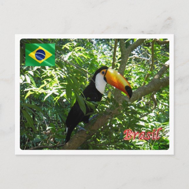 Brasilien - Toco Toucan - Vykort (Framsida)
