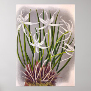 Brassavola Cuculatta Vintage White Orchids Poster