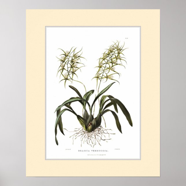 Brassia verrucosa, Anpassningsbar gräns Poster (Framsidan)