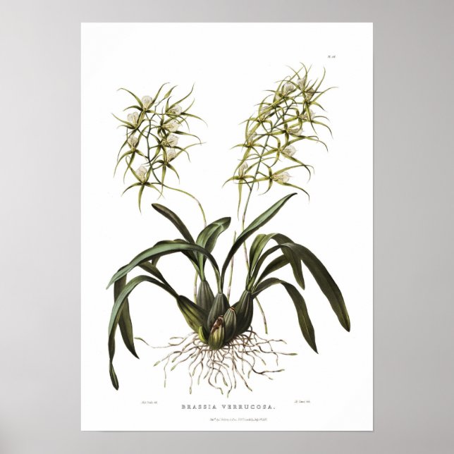 Brassia verrucosa av miss Drake. Poster (Framsidan)