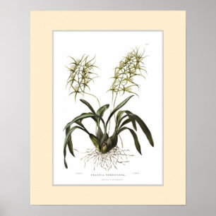 Brassiaverrucosa, beställnings- gräns poster