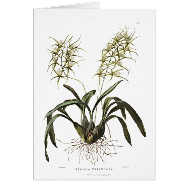 Brassiaverrucosa Hälsningskort (Framsidan)