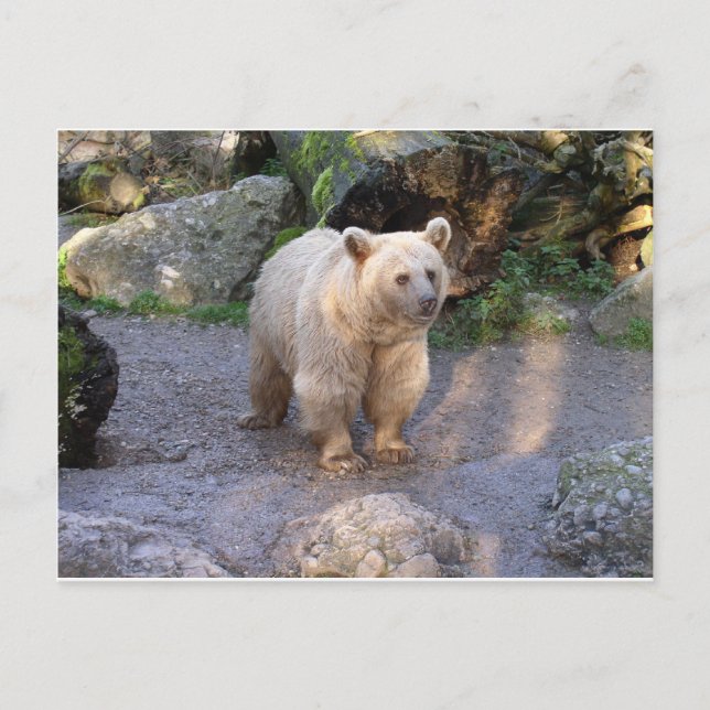Braunbär Vykort (Framsida)