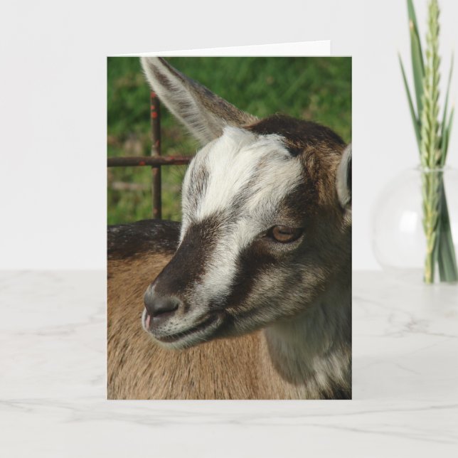 Braveeart, Goat Kort (Framsida)