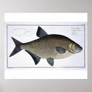 Bream (Cyprinus Brama) plåt XIII från "Ichthyolog" Poster