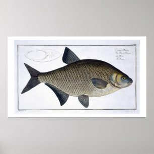Breamen (CyprinusBrama) pläterar XIII från Poster