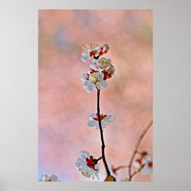 Breathtake Japansk Apricot Flowers Poster (Framsidan)