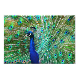 Breathtake Peacock Bild Fototryck