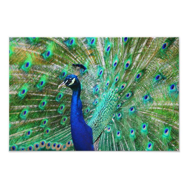 Breathtake Peacock Bild Fototryck (Framsidan)