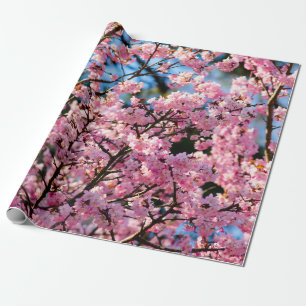 Breathtake Sakura Träd i Rosa Bloom Presentpapper