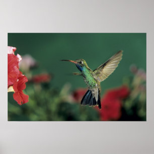 Bred-fakturerad Hummingbird, Cynanthus Poster