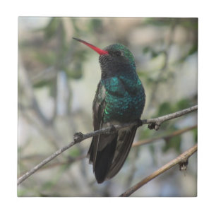 Bred-fakturerad Hummingbird Kakelplatta