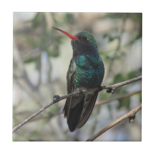 Bred-fakturerad Hummingbird Kakelplatta (Framsidan)