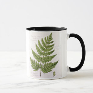 Bred Prickly-tandad sköldFern som målas på beh Mugg