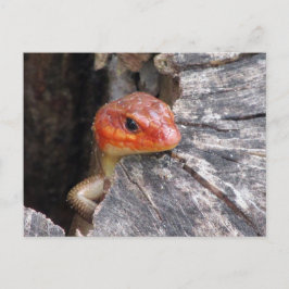 Bred Skink-vykort Vykort