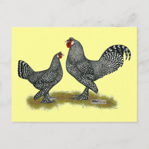 Breda Chickens Cuckoo Vykort
