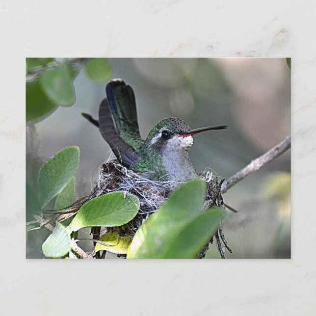 Bredd Hummingbird-kapsling Vykort (Framsida)