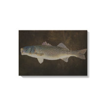 BREDDA MOUTH BASS WRAPPED CANVAS